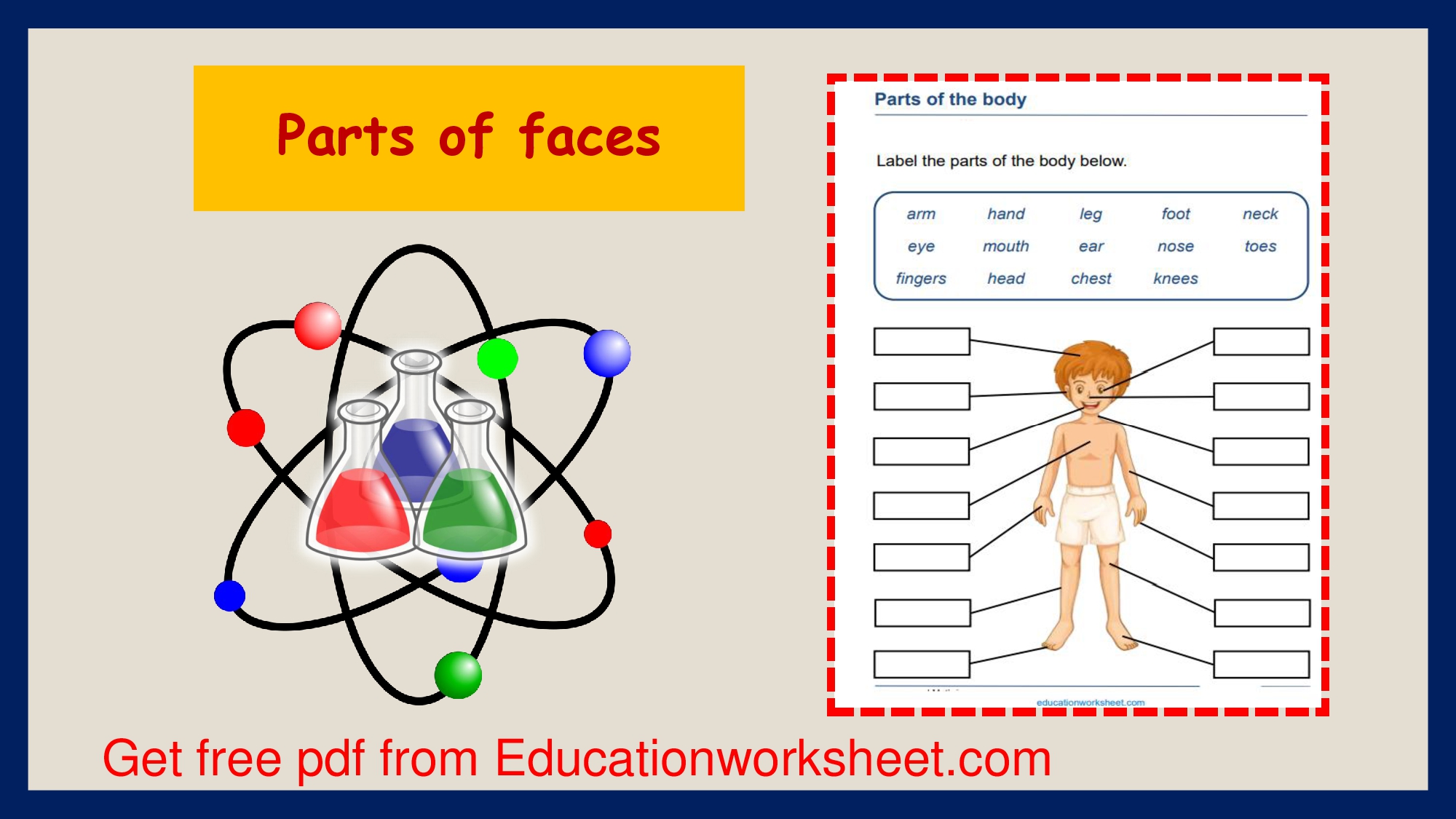 Face parts worksheet