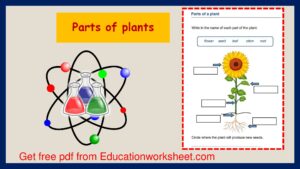 parts of plants worksheet.