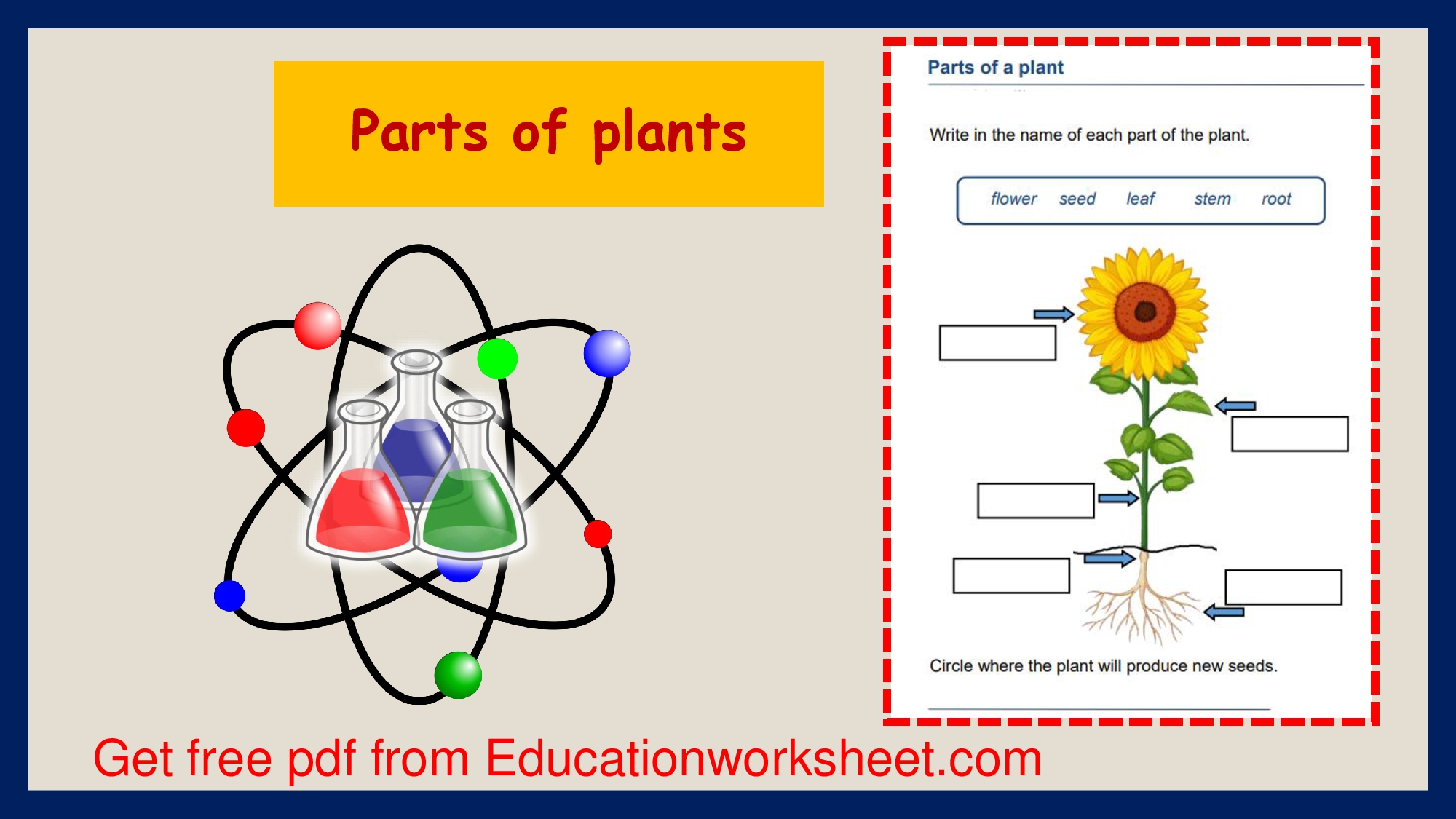 parts of plants worksheet