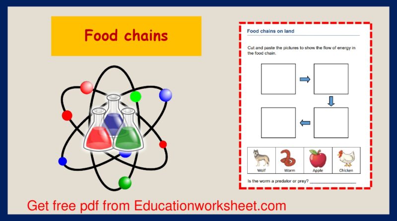 food web worksheets.
