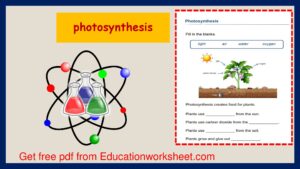 Photosynthesis process worksheets