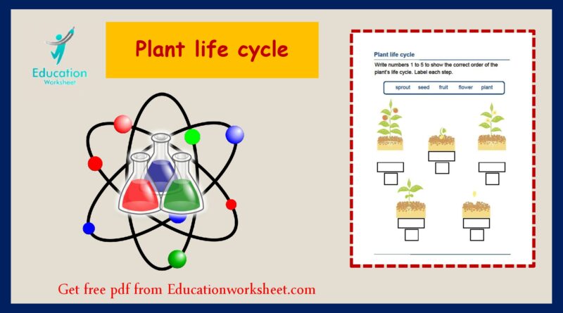 Plant life cycle printable worksheet