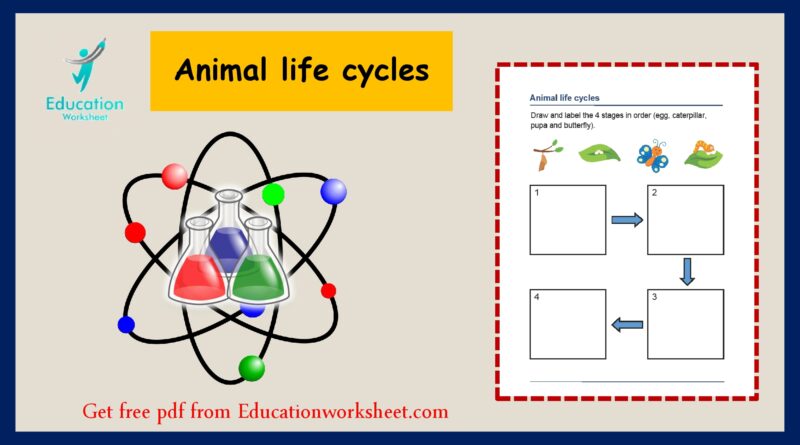 Animal life cycle worksheet