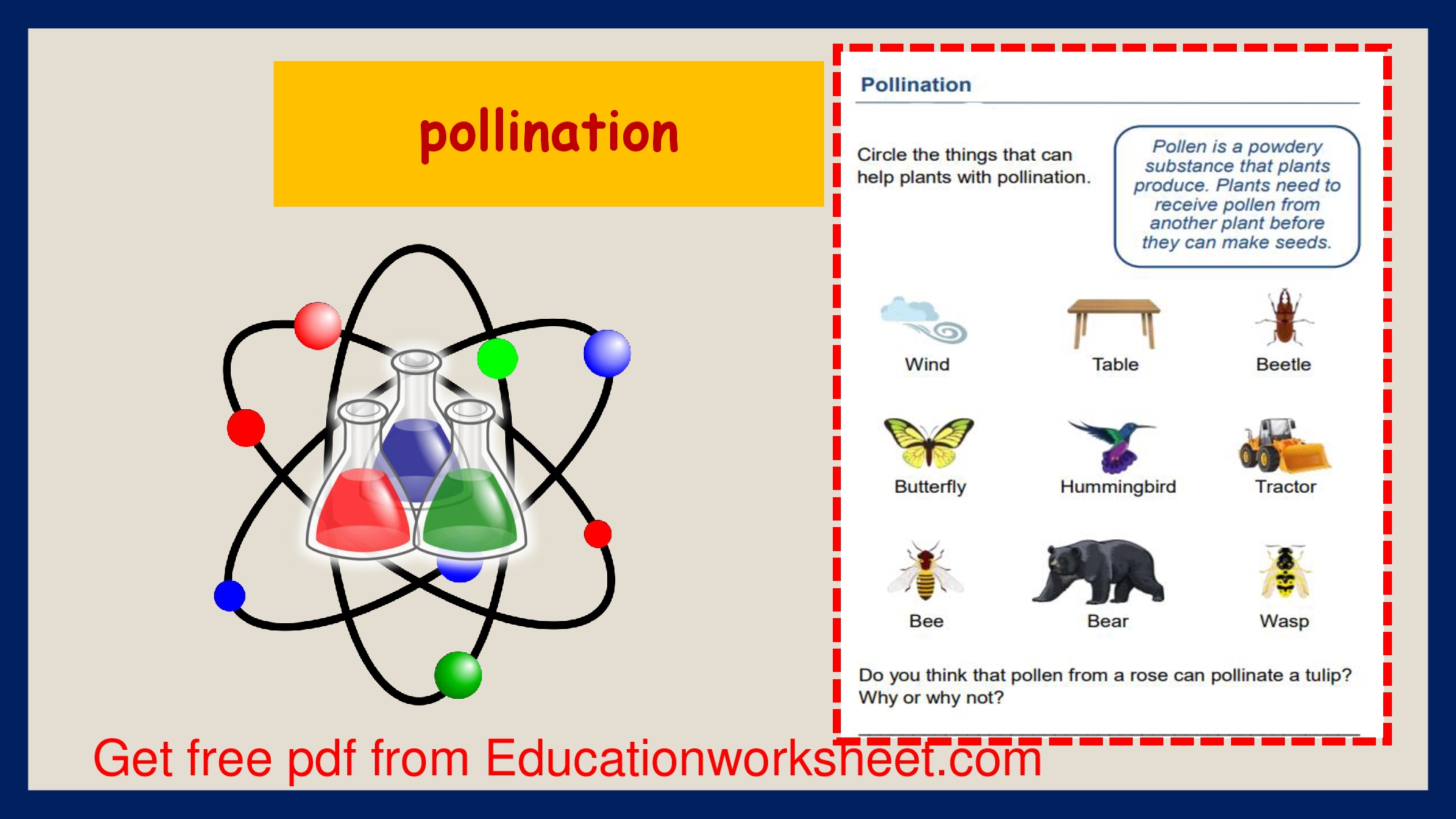 Pollination process worksheets.