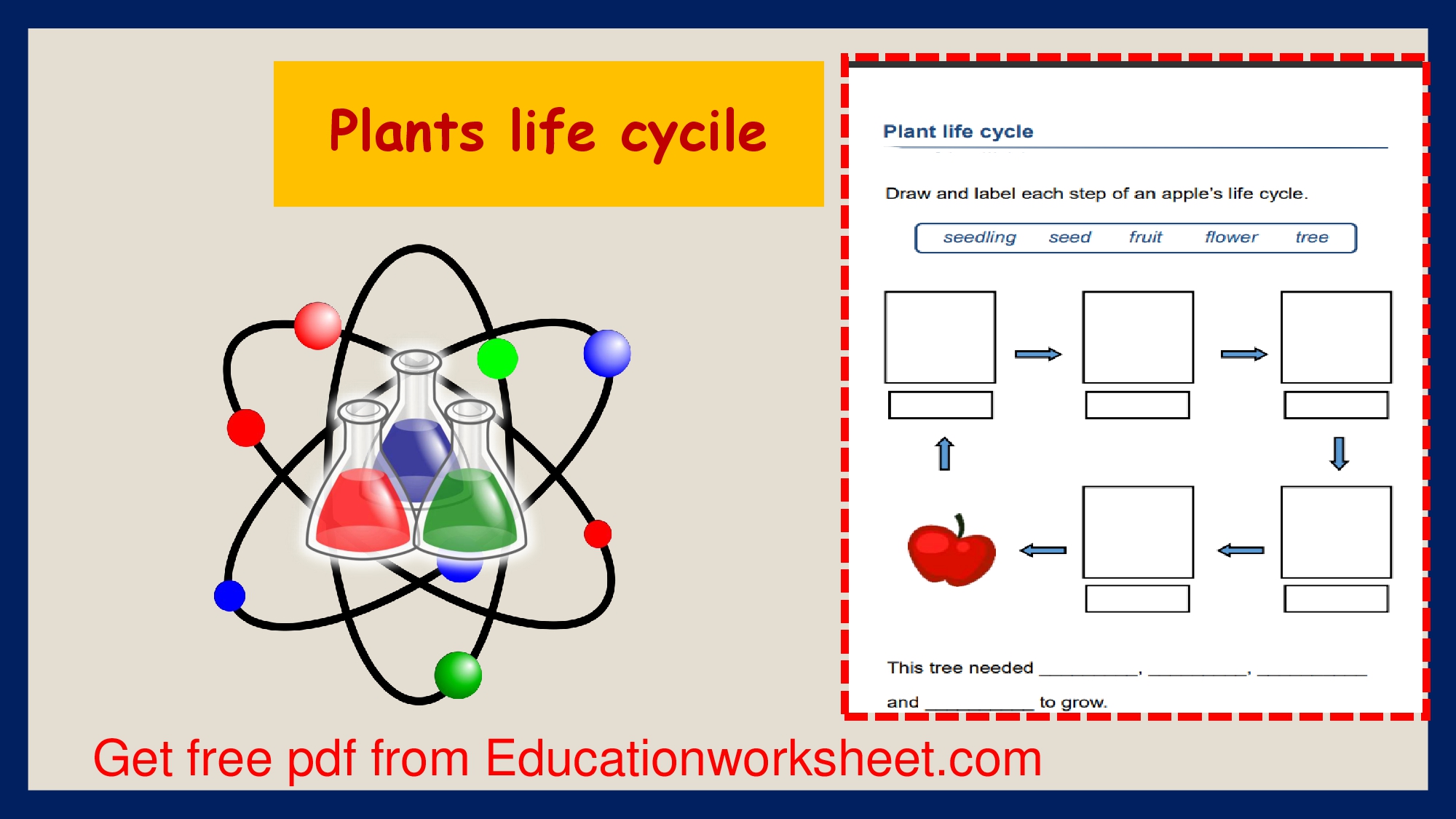 Plant life cycle stages worksheets.