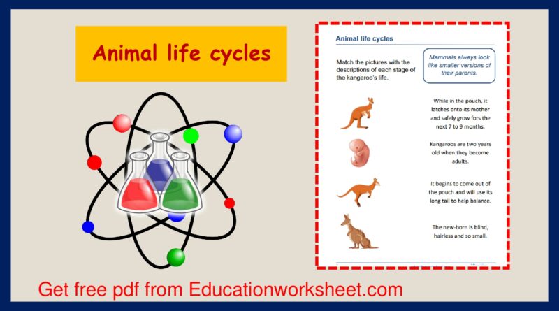 animals life cycle worksheets.