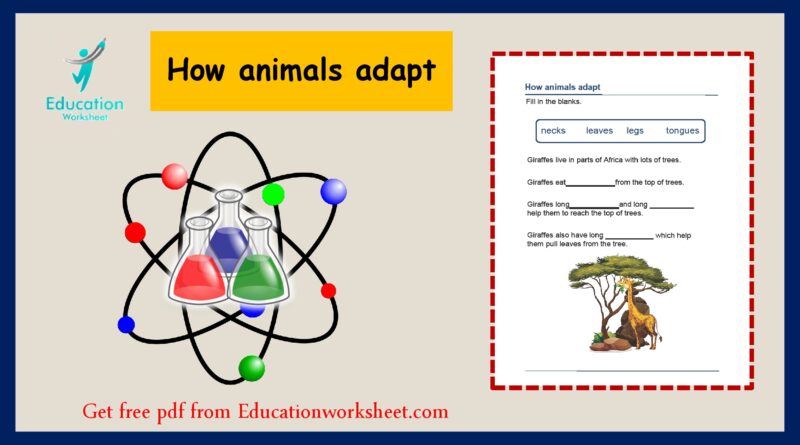 Animal adaptations worksheet