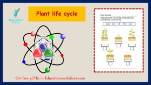 Plant life cycle printable worksheet.