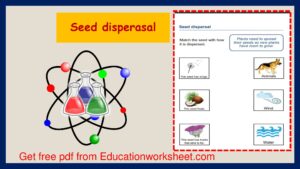 Seed dispersal methods worksheets.