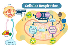 9th Class Subject Biologi Chapter 7 Bioenergetics