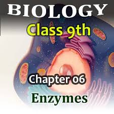 Class 9th subject Biologi Chapter 6 Enzymes