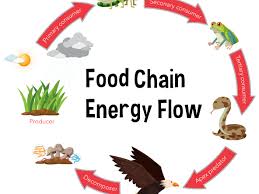 9th Class Subject Biologi Chapter 7 Bioenergetics