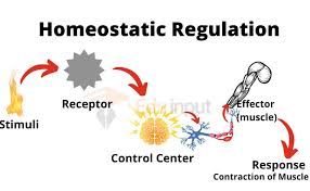 9th Class Subject Biologi Chapter 7 Bioenergetics